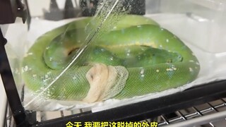 A Japanese netizen's pet snake wasn't shedding its skin smoothly, so he decided to give it a helping
