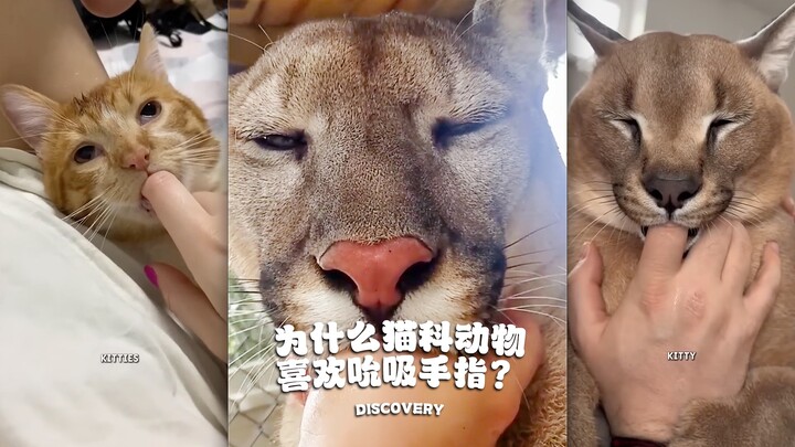 为什么猫科动物喜欢吮吸手指呢⁉️