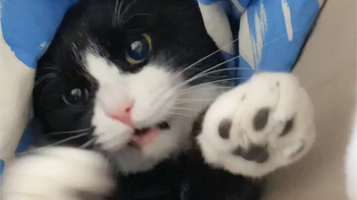 Cara menjinakkan kucing sapi berseragam adalah dengan menjadi lebih gila darinya.