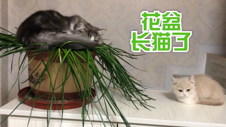 up家的花盆长出了一只猫。。。建议养猫家庭最好不要养花，花与猫不能共存