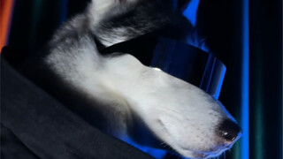 Whoever sees our Misiu can't help but be confused