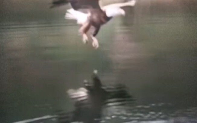 من كان يصطاد السمك أصبح الآن يطلق الطائرات الورقية!