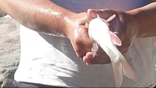 duwali fishing in Nepal | asala fishing | Himalayan trout fishing | q