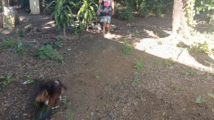 Sunday spar yellow legged Gilmore hatch