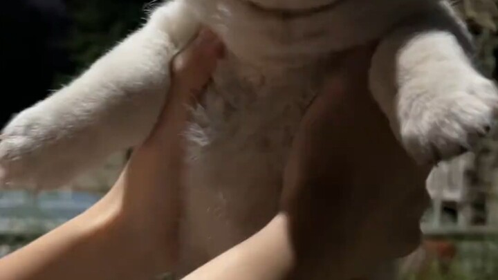 กลางดึกเดินอยู่บนถนนก็เก็บลูกสุนัขมาตัวหนึ่ง น่ารักมากกก