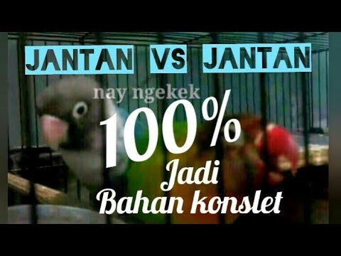 Jantan bahan konslet 100 persen jadi dalam 1 bulan