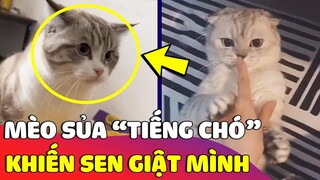 Khi bạn 'LÀ MÈO' nhưng hệ điều hành là Chó, chú Mèo 'SỦA GÂU GÂU' khiến Sen giật mình 😅 Gâu Đần