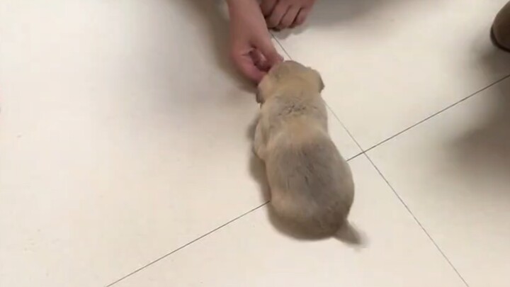 Picked Up a Little Stray Dog on My Way to Work