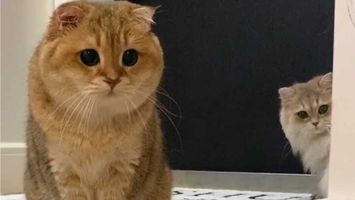 หน้าตานิ่งๆ ก็เป็นพรสวรรค์อย่างหนึ่งนะ