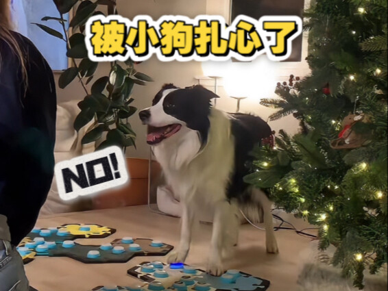 طعنت جرو صغير قلب أختي الأولى عندما جاءت إلى منزلي للمرة الأولى!