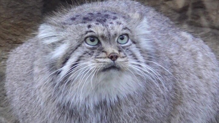 Pallas’s Cat: Aku manggungnya cuma asal-asalan aja, mau nonton ya terserah!