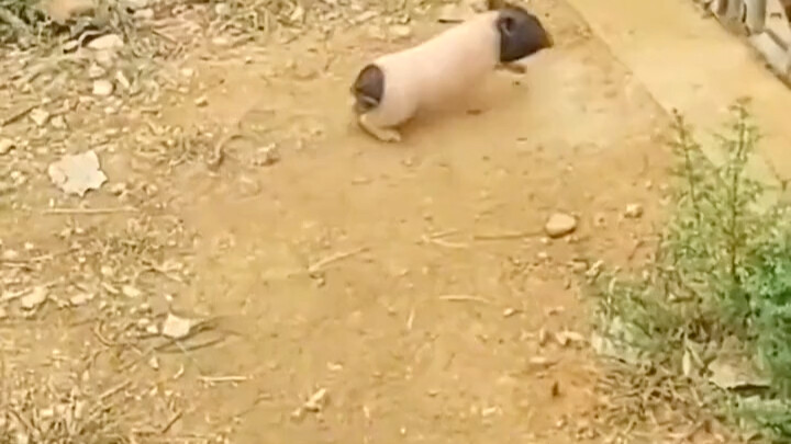 พุ่งทะยานไปข้างหน้า