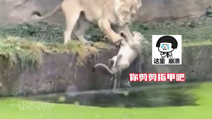 Lioness: Kid, look—today I can’t save you no matter what.