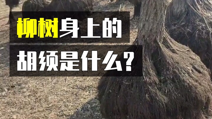 ต้นหลิวมีหนวดได้ยังไงนะ?