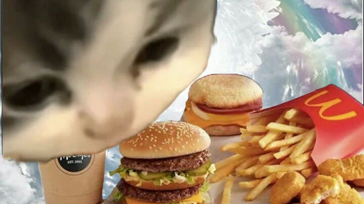 小猫吃麦当劳居然复活了