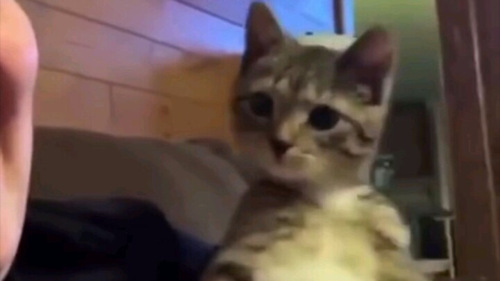 Cat: So labor and capital are so cute~