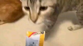 Funny cat move