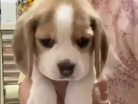 บีเกิลอายุการเก็บรักษา