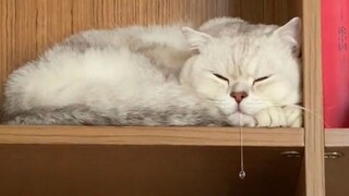 I know you are very sleepy, but please don’t be sleepy yet