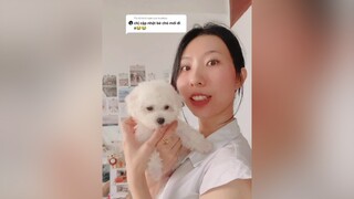 Trả lời  Mẹ Chang gửi mọi người video dài hơn về Bánh Bao nhé fyp foryou chiase banhbao changshugo petlover cutedog thucung cun dog