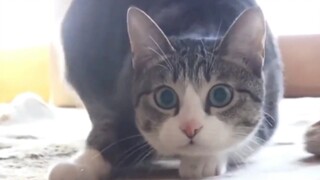 Apa yang ada di dalam otak kucing??? 🧠