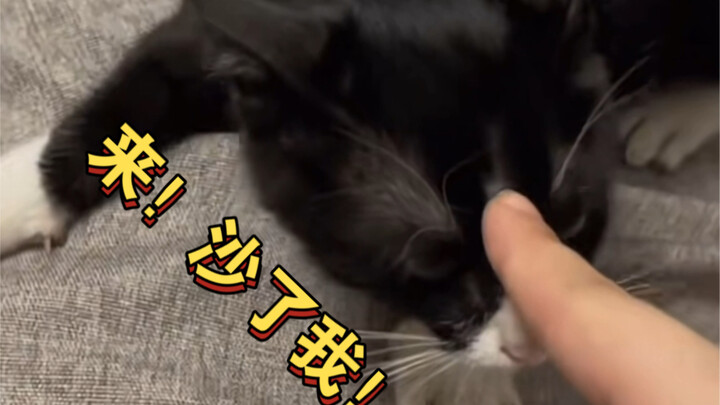 Một ngày của mèo bò sữa