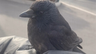 Is this my spirit beast? The whole process of being recognized by the crow