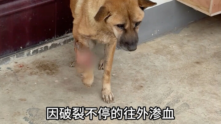 Cùng chó cưng đánh quái vật! Nhất định sẽ sống sót!