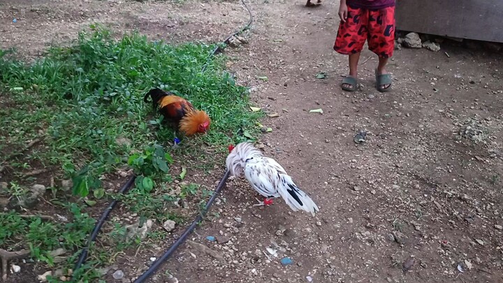 Leiper Grey x White Kelso VS Navajero Gilmore spar!