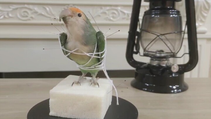 [Pet Taxidermist] Revives a cute peach-faced lovebird and turns it into a specimen