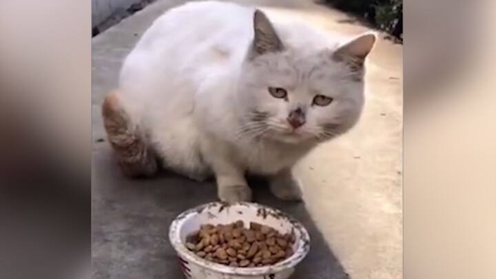 Kucing tidak mudah