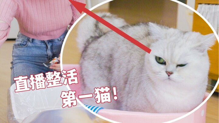 Kucing saya sekali lagi mengganggu barang kesayangan bos di siaran langsung (menangis)