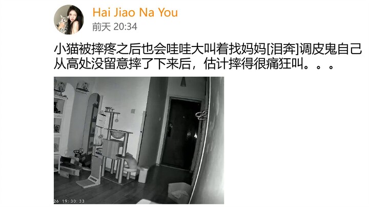Mèo con bị ngã đau cũng khóc ré lên tìm mẹ [nước mắt tuôn trào]; cái đứa nghịch ngợm ấy tự trượt châ