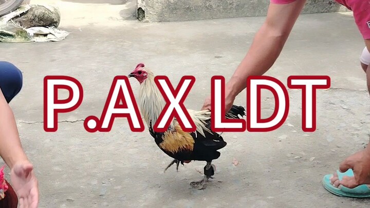 DERBY WINNER WSC 0.2