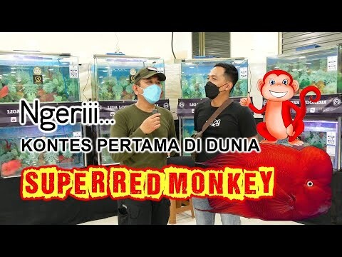 NGERI...  LOUHAN SUPER RED MONKEY  KONTES PERTAMA DI DUNIA  ADA DI  JAKARTA