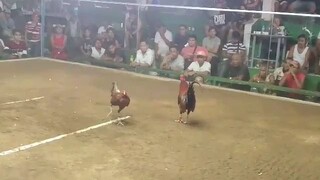 batang vs Hennie