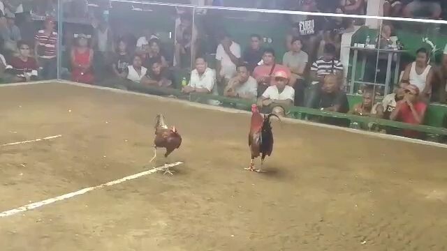 batang vs Hennie