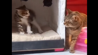 Cat fights kitten's fear with love