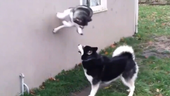 الكلب المجاور: كلها أمور لا يعرفها الكلاب!