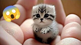 funniest animals 2023 || dog and cats funny videos 😹