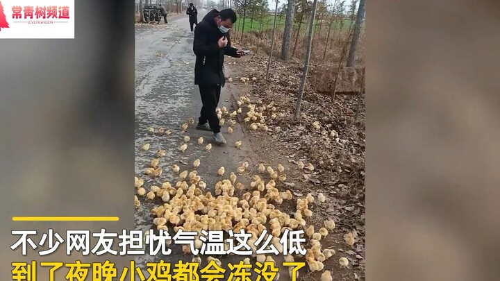 上百只鸡仔被遗弃路边见人就簇拥上去，网友心疼：一晚上就冻没了