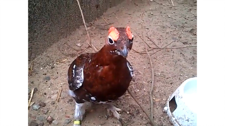 “Do you love me?” A chicken strays into a farmer’s coop.