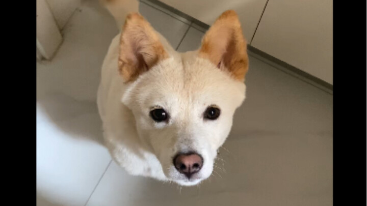 كل شيء سقط على الأرض ملك للجرو الصغير