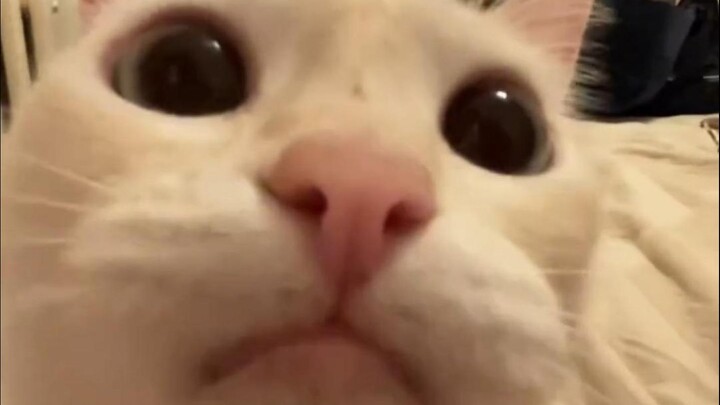 🐱“Lihat, lagi-lagi buru-buru”🐱