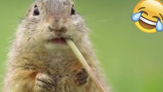 วิดีโอสัตว์ตลก 2022 😂