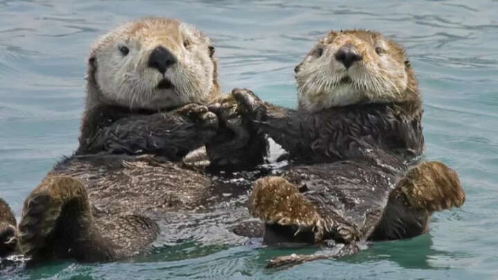 “海獭睡觉喜欢牵着同伴的手”