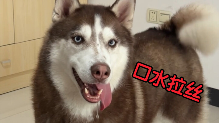 Kudengar kamu mau pelihara anjing Husky?