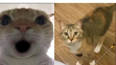 Ketika Kucing bernyanyi 🐱