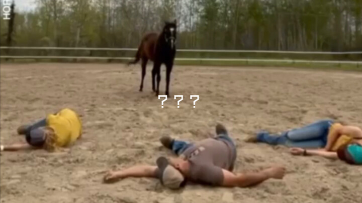 When both the horse’s coach and rider fall at the same time, whose side does the horse choose?