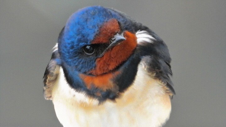 🥰！Tròn quá! Dễ thương quá! 🥰😭！Yến Nhả, bạn đã trở lại rồi!! 😭🥰！Tròn quá! Dễ thương quá! 🥰😭！Yến Nhả, 